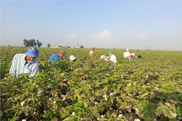 محافظ الإسماعيلية يتابع حصاد محصول القطن بمركز و مدينة القنطرة شرق