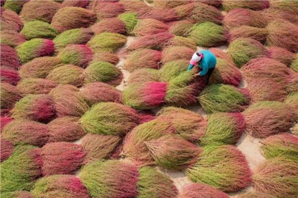 "مكنسة الجنة" زاهية الألوان مصدر ثراء المزارعين بالصين