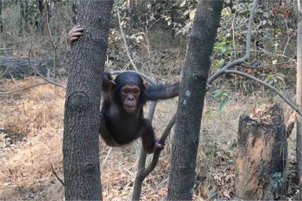 «عصابة القرود» تطالب بفدية كبيرة لإعادة «3 شمبانزي» مختطفين