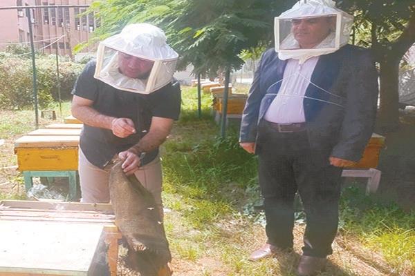 مشروعات عسل النحل صديقة للبيئة