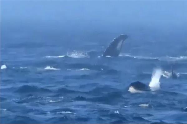 معركة نادرة بين نوعين من الحيتان