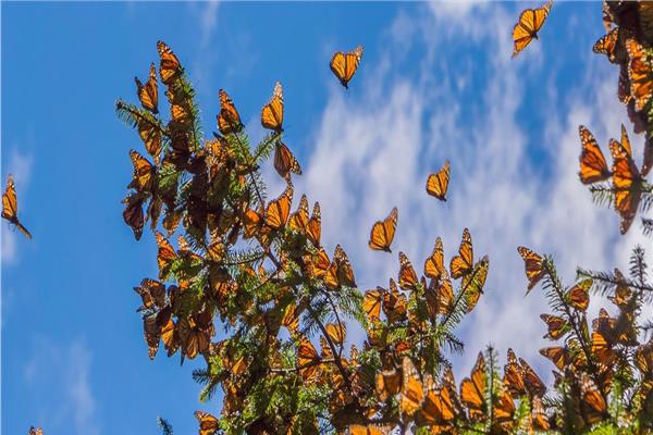 حكايات| «غابة ميتشواكان».. ملاذ الفراشات في المكسيك 