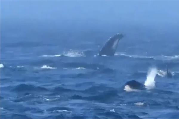 معركة الحيتان