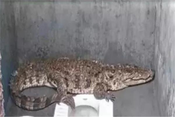 تمساح عملاق يقتحم حمام منزل بالهند 