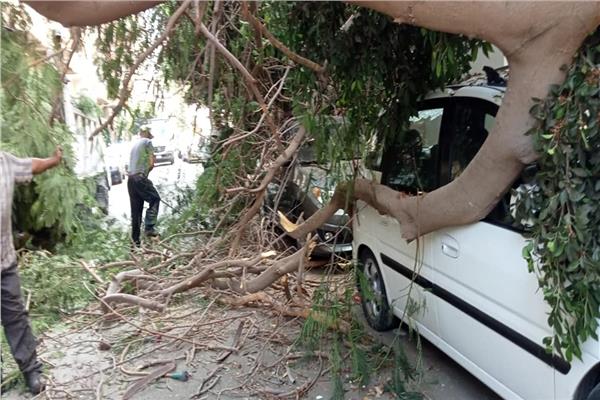سقوط شجرة ضخمة في الإسكندرية