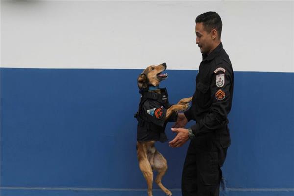كلب يعمل ضابط شرطة في البرازيل