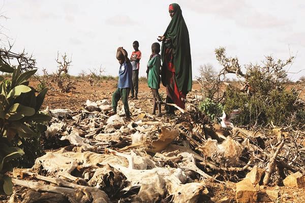 أغنام نافقة فى إثيوبيا بسبب الجفاف