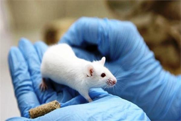 نجاح زراعة خلايا مخ بشري لفئران