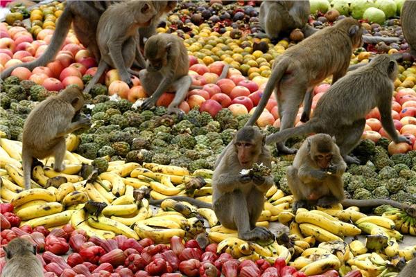 قصة مهرجان القرود السنوي 