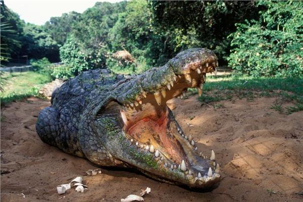 هجوم تمساح غامض.. ينهي حياة صياد في بحيرة كاريبا