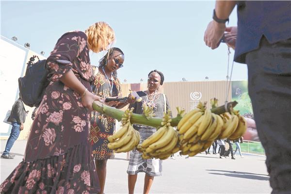 نشطاء المناخ الأستراليون يقدمون الموز فى يوم الغذاء بشرم الشيخ 