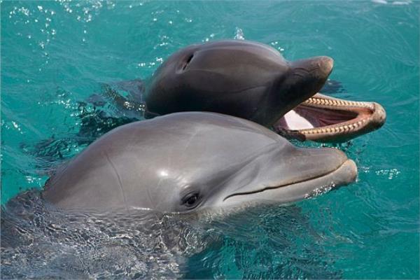  الدلافين يصابون بالزهايمر مثل البشر 