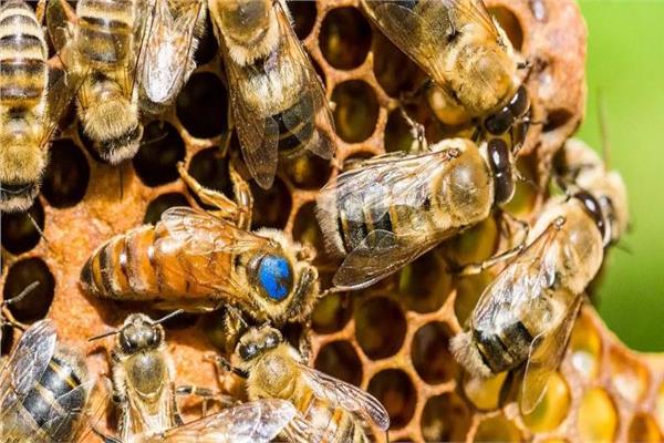  أول لقاح في العالم لتقليل نحل العسل