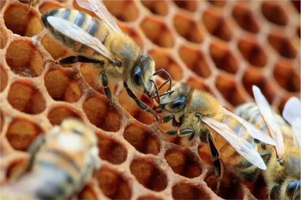 أول لقاح عالمي لحماية النحل من البكتيريا