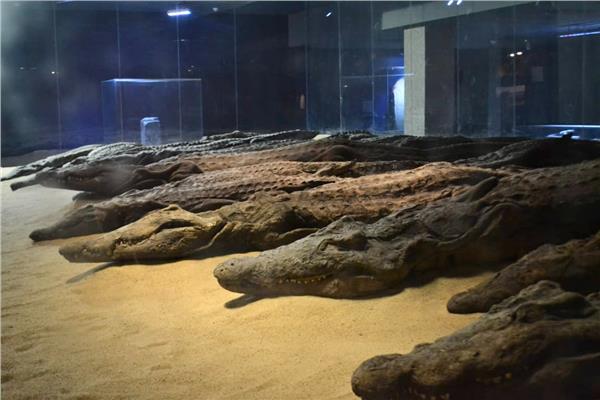 - متحف التمساح بأسوان