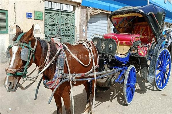 محافظ أسوان يأمر بمصادرة عربة حنطور وإحالة صاحبها للنيابة