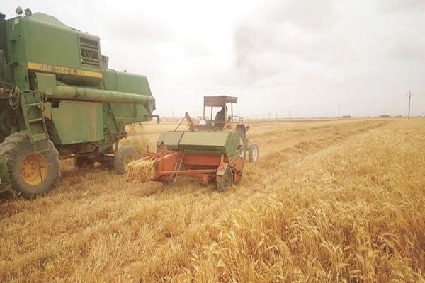 الدولة تسعى لزيادة المساحات المزروعة بالقمح