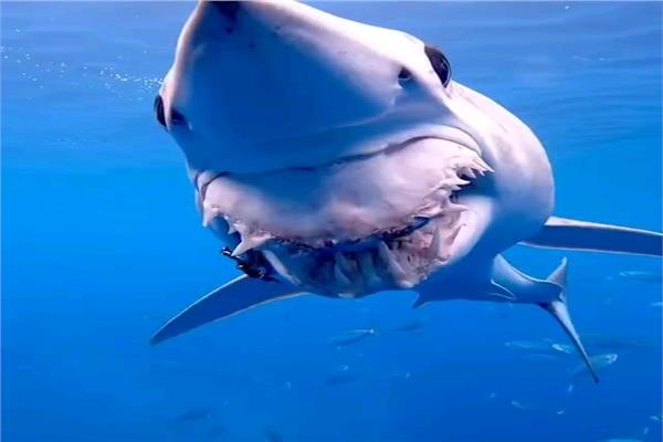 حقيقة اقتلاع  فك القرش «الماكو» بالبحر الأحمر