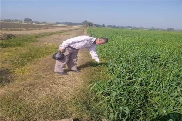 استمرار  حملة صيانة محصول القمح بمراكز ومدن الشرقية 