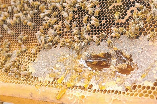 صناعة عسل النحل تنتظر استثمارات جديدة