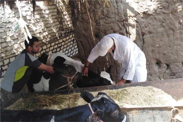 التحصين ضد مرض الحمى القلاعية والوادي المتصدع 