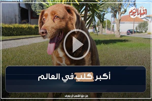فيديوجراف| قصة الكلب بوبي أكبر كلاب العالم عمرا 