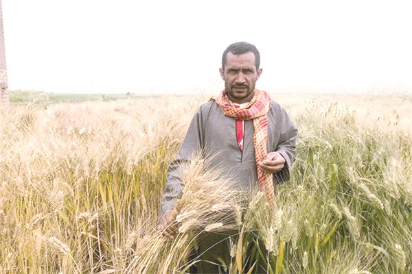 ■ أحد المزارعين يستعد لحصاد القمح بمحافظة المنيا