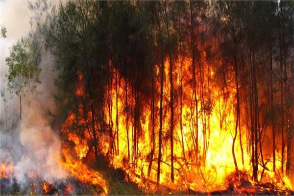اندلاع حرائق غابات في كوريا الجنوبية