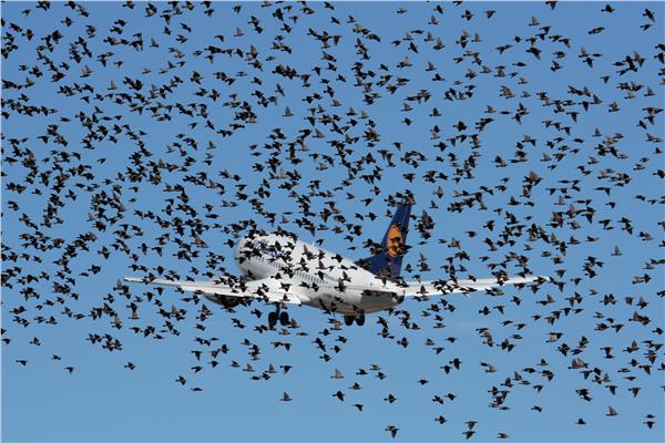 سرب من الطيور يهاجم طائرة بوينغ