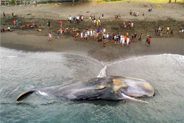 نفوق أكبر الحيتان على الشواطئ في إندونيسيا 