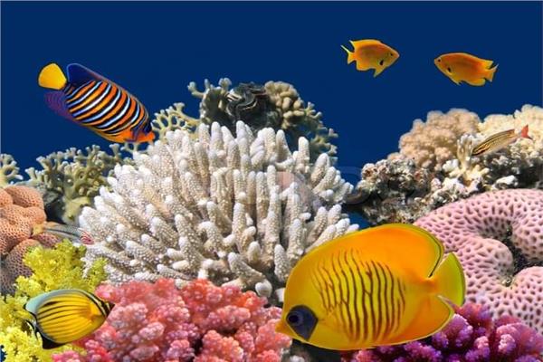  209 أنواع من الشعاب المرجانية في مصر