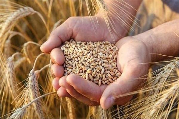  مصر تقع على قمة الدول فى إنتاجية فدان القمح 