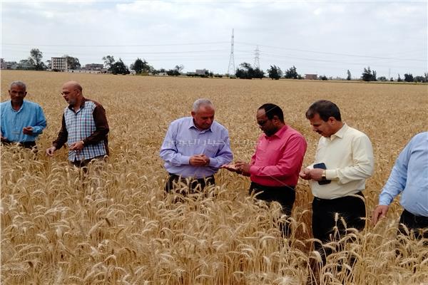 رئيس الإدارة المركزية للتعاون الزراعي يتفقد محصول القمح بالبحيرة