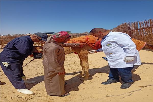 جانب من عمل القافلة البيطرية المجانية بشمال سيناء