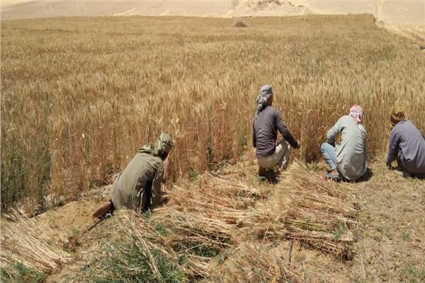 المزارعين خلال حصاد القمح