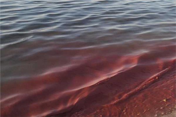 تغير لون مياه البحر الأحمر
