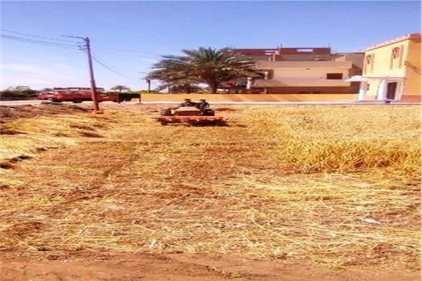 موسم حصاد القمح في بورسعيد 