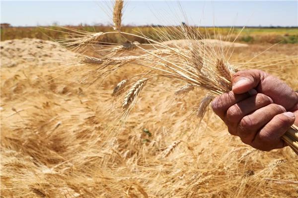 «الوادي الجديد» تبدأ موسم حصاد القمح 