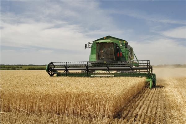 استخدام الميكنة الحديثة في حصاد القمح