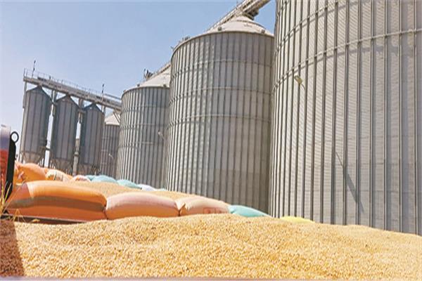 ■ صوامع الإسكندرية تستقبل كميات كبيرة من القمح