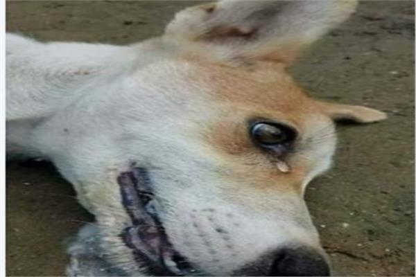 أحد الكلاب ضحية القتل بالسم