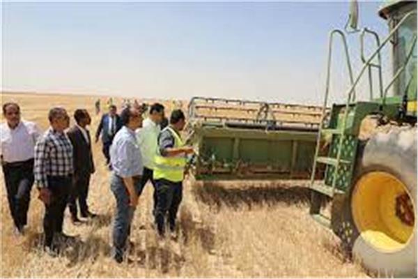 نائب محافظ المنيا: شون وصوامع المحافظة تستقبل 197 ألف طن من محصول القمح