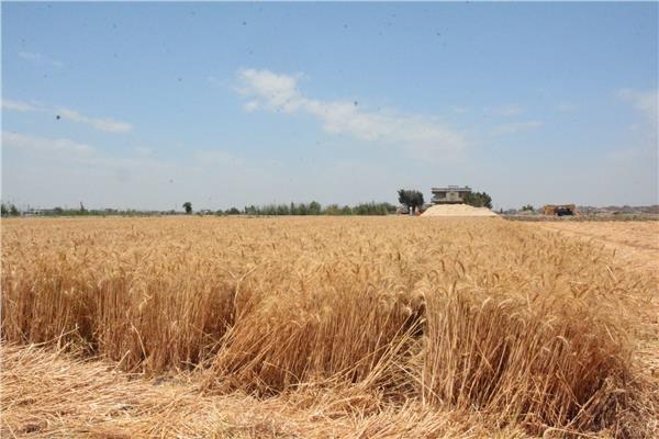 استمرار أعمال توريد القمح  وصوامع وشون البحيرة تستقبل ١٥٥ ألف طن قمح 
