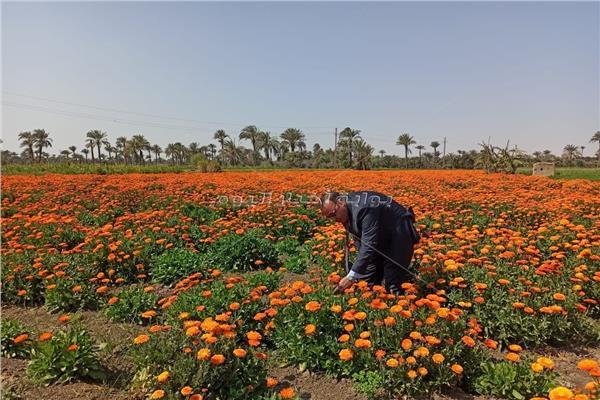 حقول النباتات في محافظة الفيوم