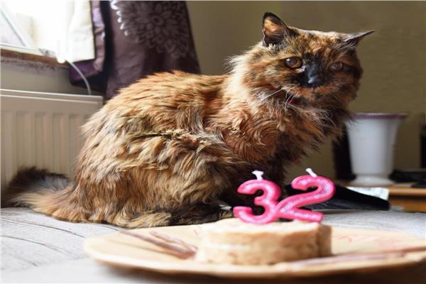 القطة «روزي» الأكبر في العالم تحتفل بعيد ميلادها الـ32 |صور