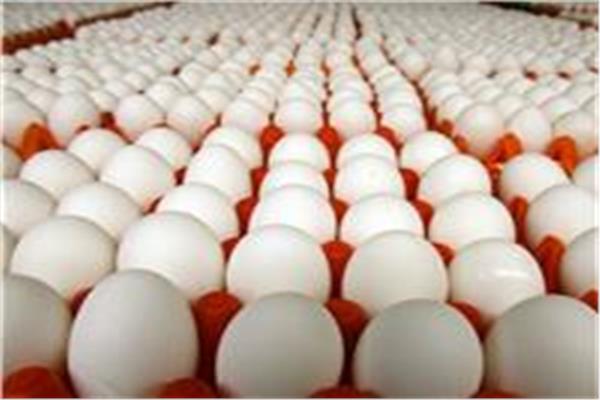 أسعار البيض اليوم - صورة أرشيفية