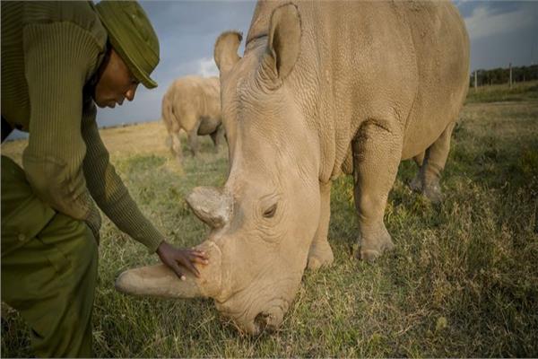 عادة إدخال وحيد القرن الأبيض الجنوب إفريقي إلى متنزه في الكونغو الديموقراطية