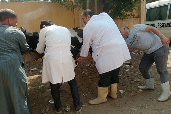 «الطب البيطري بالجيزة» ينظم قافلة علاجية مجانية بقرية المنوات