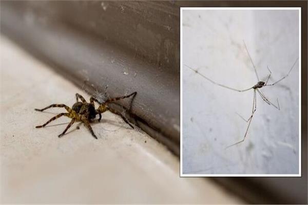 طرق فعالة لتنظيف العنكبوت من المنزل