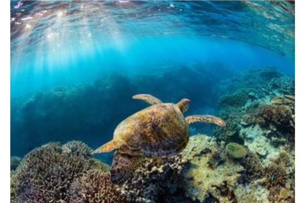 سلحفاة بحرية من بين 7 أنواع من السلاحف البحرية التي تعيش في كل محيطات العالم